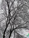 泾川08一冬无一片雪 ，09二月二大雪压枝