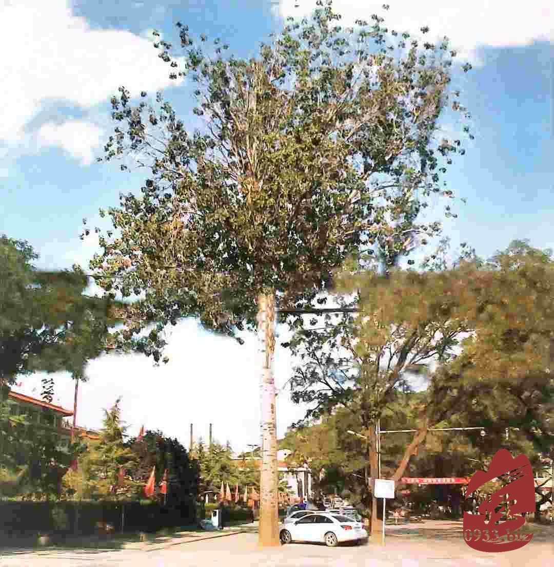 一棵白杨树